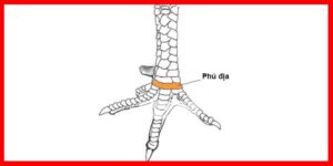 Vảy phủ địa